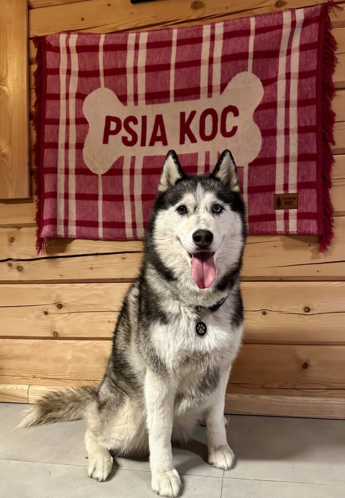 Psia koce